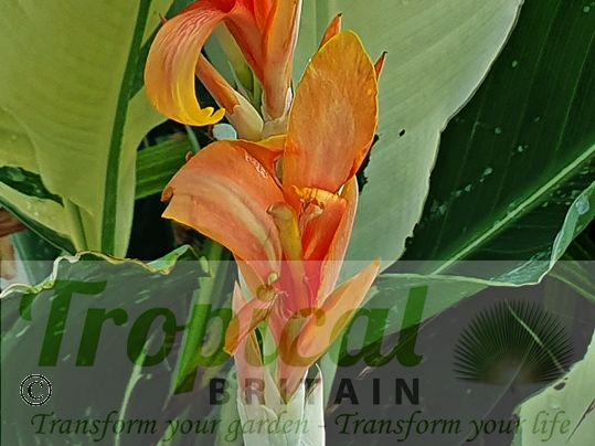 Canna 'Stuttgart'