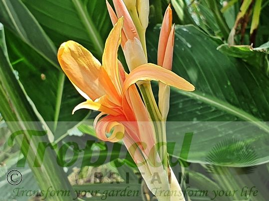 Canna 'Stuttgart'