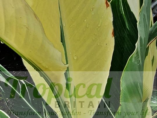 Canna 'Stuttgart'