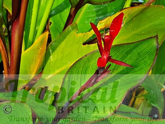 Canna warszewiczii