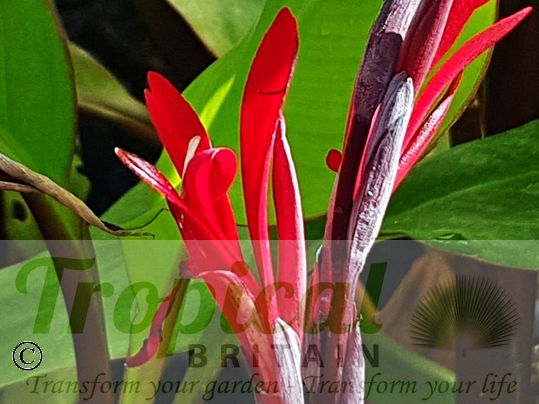 Canna warszewiczii