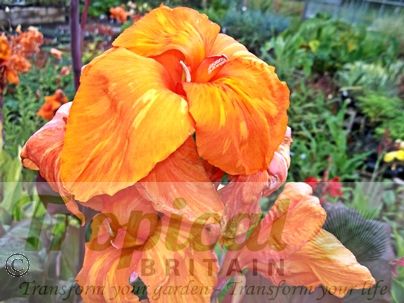 Canna 'Wyoming'