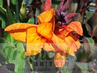Canna 'Wyoming'