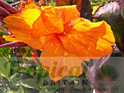 Canna 'Wyoming'