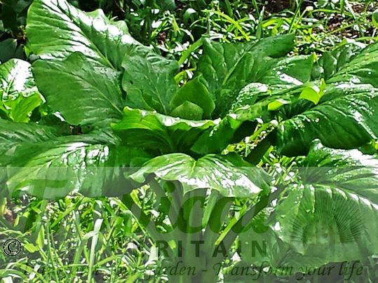 Cardiocrinum giganteum