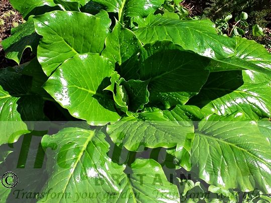 Cardiocrinum giganteum