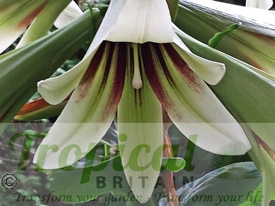 Cardiocrinum giganteum