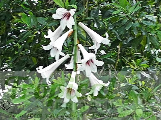Cardiocrinum giganteum