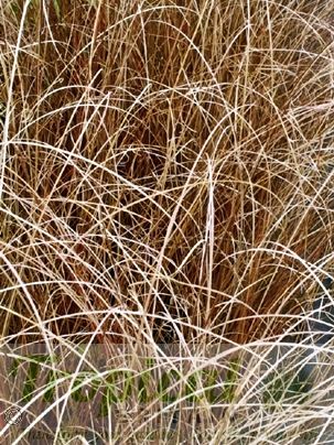 Carex buchananii