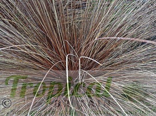 Carex buchananii