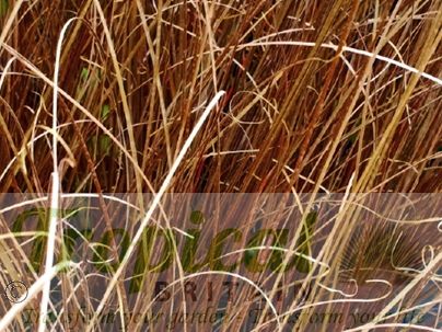 Carex buchananii
