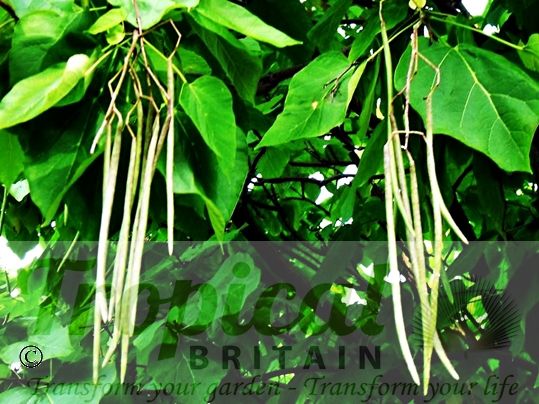 Catalpa bignonioides