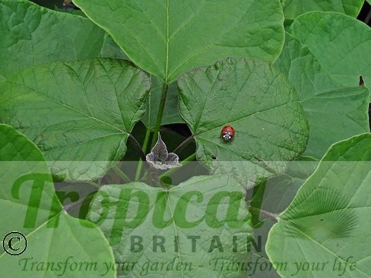Catalpa bignonioides - young foliage (and guest)