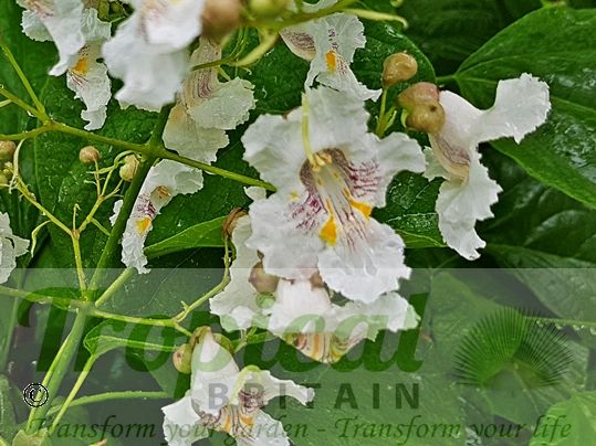Catalpa bignonioides