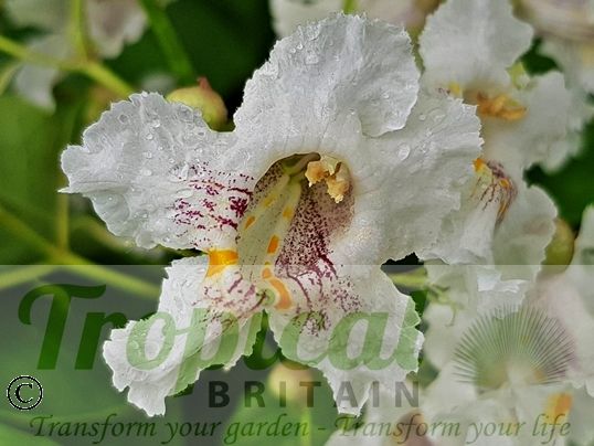 Catalpa bignonioides