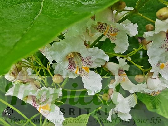 Catalpa bignonioides