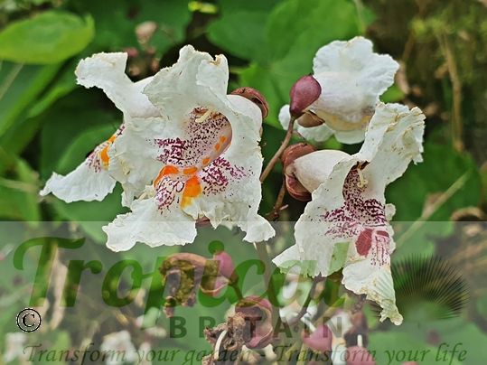 Catalpa bignonioides