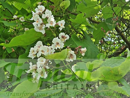 Catalpa bignonioides
