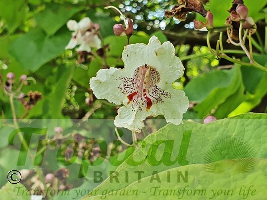 Catalpa bignonioides