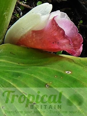 Caulokaempferia sikkimensis