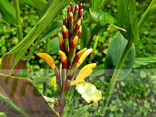 Cautleya spicata