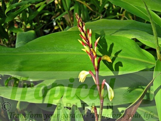 Cautleya spicata