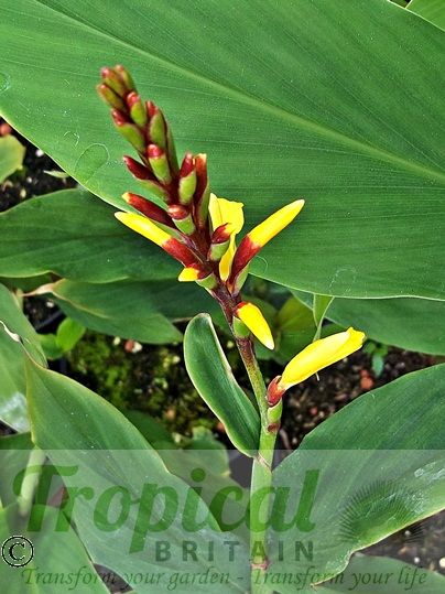 Cautleya spicata