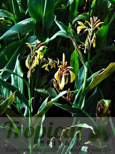 Cautleya spicata