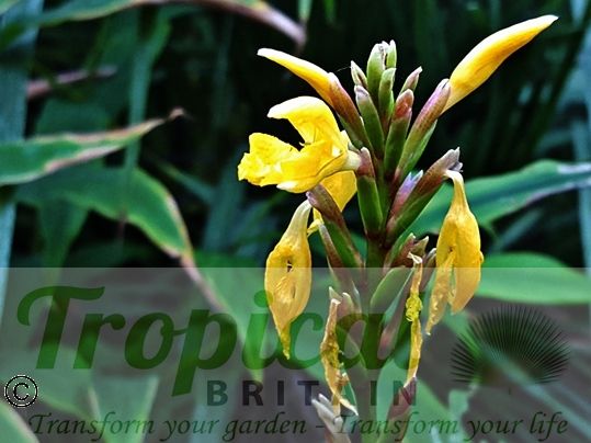 Cautleya spicata