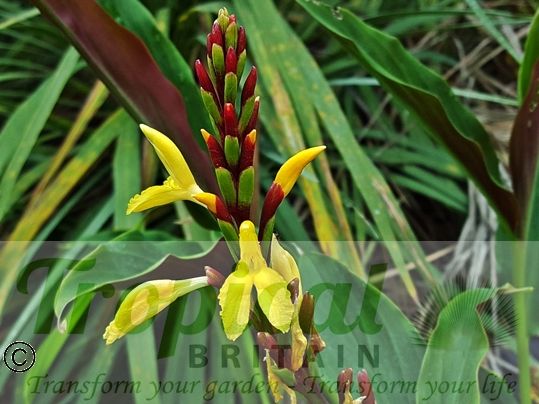 Cautleya spicata