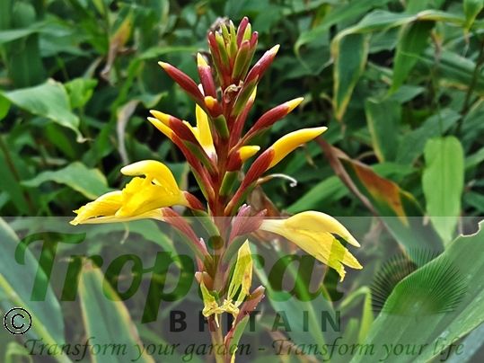 Cautleya spicata