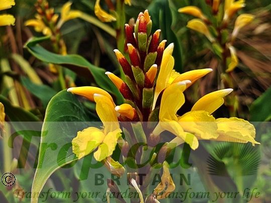 Cautleya spicata