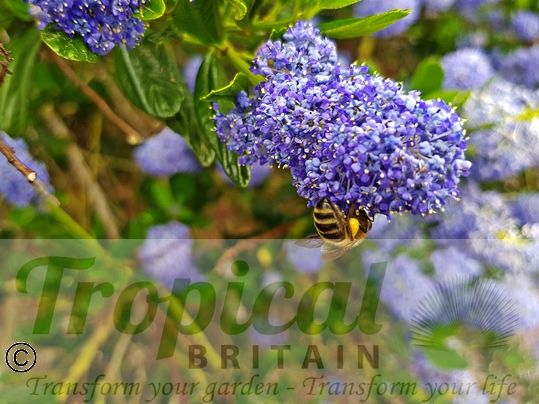 Ceanothus 'Puget Blue'