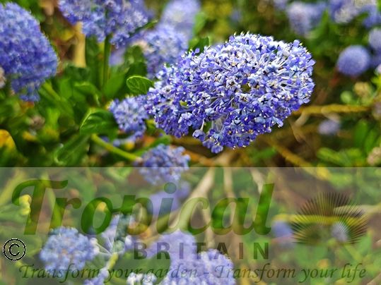 Ceanothus 'Puget Blue'
