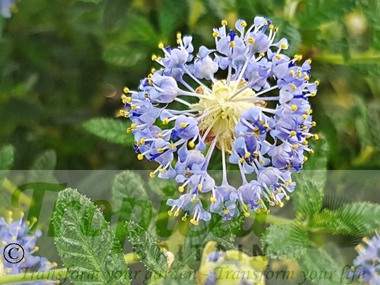 Ceanothus 'Puget Blue'