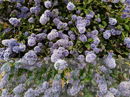 Ceanothus thyrsiflorus var repens
