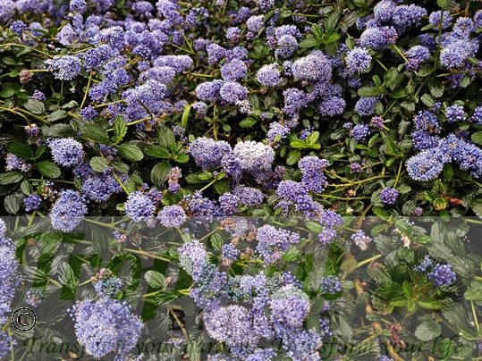 Ceanothus thyrsiflorus var repens