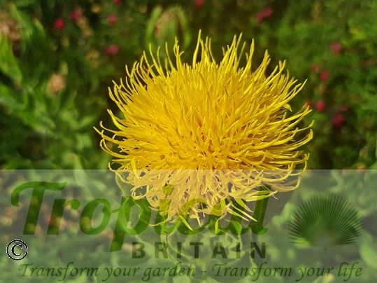 Centaurea macrocephala