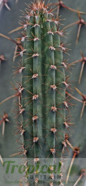 Cereus jamacaru
