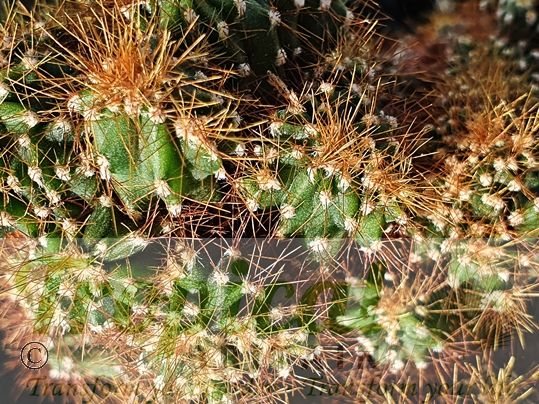 Cereus repandus forma monstrosa