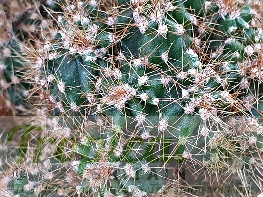 Cereus repandus forma monstrosa