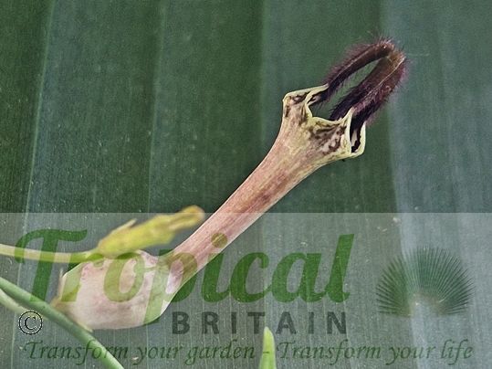 Ceropegia linearis