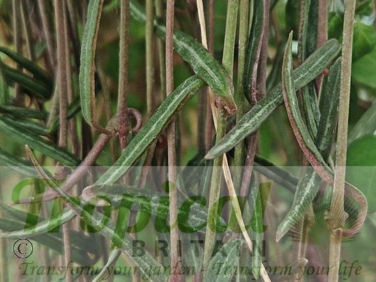 Ceropegia linearis