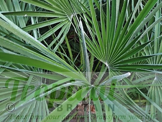 Chamaerops humilis