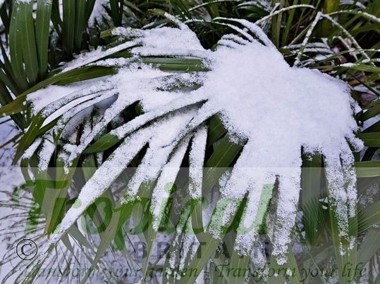 Chamaerops humilis