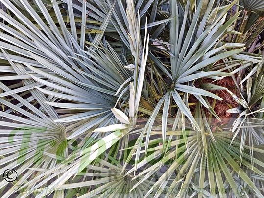 Chamaerops humilis var. argentea