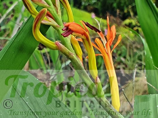 Chasmanthe floribunda