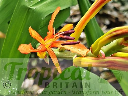 Chasmanthe floribunda
