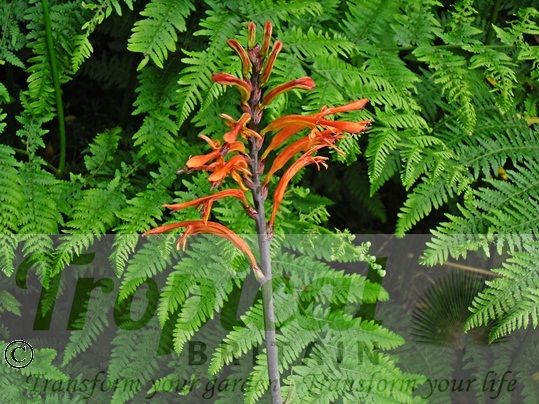 Chasmanthe floribunda