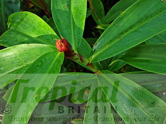 Cheilocostus speciosus